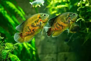 Predators Prints: Tiger Oscar fish (Astronotus ocellatus)