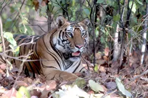 Panthera Tigris Prints: TIGER Panthera tigris