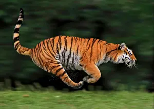 Motions Prints: tiger (Panthera tigris), lateral running, action