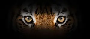Stare Prints: Tiger portrait on a black background. View from the darkness