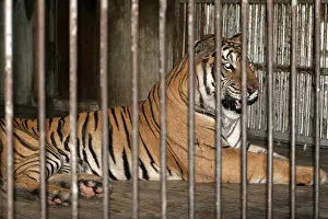 Miserable Prints: Tiger in prison Beijing zoo China