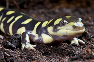 Salamander Prints: Tiger salamander / Ambystoma tigrinum