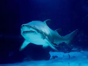 Taurus Prints: A tiger sand shark underwater portrait Carcharias taurus