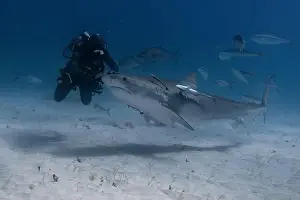 Interact Prints: Tiger shark and a diver in blue tropical waters