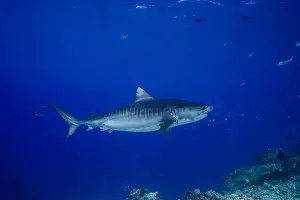 Marine Nature Prints: A tiger shark gliding effortlessly through the deep blue waters of the ocean