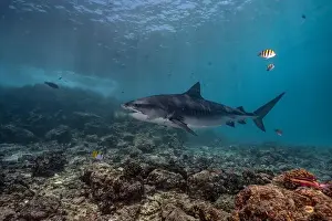 Tropical Fish Prints: A tiger shark gracefully cruising over a vibrant coral reef
