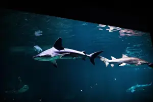 Jaws Prints: Tiger shark in sea water. Big shark in deep blue water. Aquarium in New-Jersey