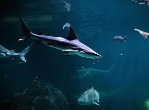 Jaws Prints: Tiger shark in sea water. Big shark in deep blue water. Aquarium in New-Jersey