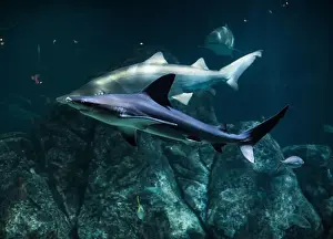 Jaws Prints: Tiger shark in sea water. Big shark in deep blue water. Aquarium in New-Jersey