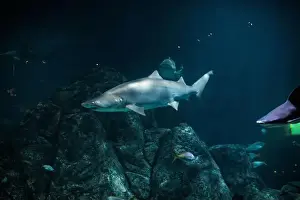 Jaws Prints: Tiger shark in sea water. Big shark in deep blue water. Aquarium in New-Jersey