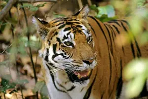 Flesh Prints: Tiger sitting (Panthera tigris), kanha National Park, Madhya Pradesh, India, Asia