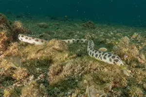Red Sea Diving Prints: Tiger Snake Eel in the Red Sea Colorful and beautiful, Eilat Israel