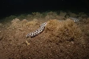 Eels Prints: Tiger Snake Eel in the Red Sea Colorful and beautiful, Eilat Israel