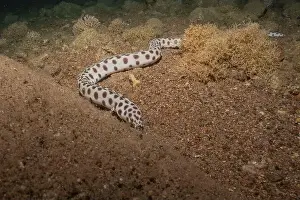 Tenerife Prints: Tiger Snake Eel in the Red Sea Colorful and beautiful, Eilat Israel