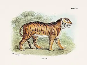 Animal Portrait Prints: Tiger. Vintage illustration of a wild cat from a 19th-century natural history book detailing feline species