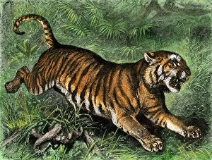 Natural History Collection: Tiger in the wild, 1800s. Hand-colored woodcut