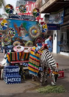 Zebra Prints: Tijuana, Mexico - A Tijuana zebra, which is a donkey painted with zebra stripes