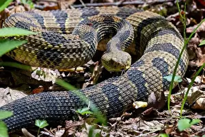 Viper Prints: Timber Rattlesnake (Crotalus horridus) - Pisgah National Forest - Brevard
