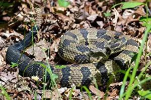 Viper Prints: Timber Rattlesnake (Crotalus horridus) - Pisgah National Forest - Brevard