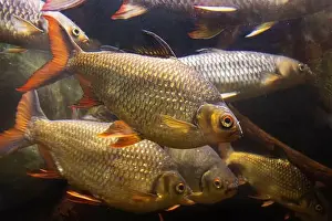 The Tinfoil Barb - Barbodes schwanenfeldii, floating in water