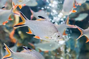 Carp Prints: Tinfoil barb fish or Barbonymus schwanenfeldii, fresh water fish in Thailand