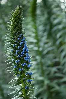 Macrophotography Prints: Tiny blue flowers peeking