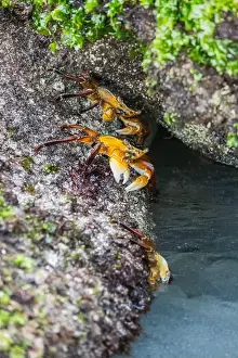 Crawl Prints: Tiny crabs scuttle on rocks by the ocean shore
