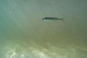 Water Blue Prints: A tiny fish swimming in shallow waters, sunny, France, ocean. High quality photo