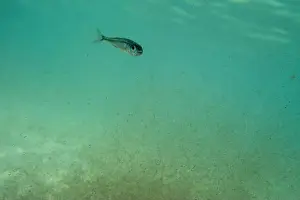 Water Blue Prints: A tiny fish swimming in shallow waters, sunny, France, ocean. High quality photo