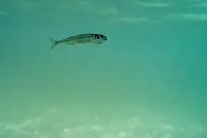 Water Blue Prints: A tiny fish swimming in shallow waters, sunny, France, ocean. High quality photo