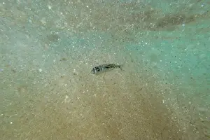 Water Blue Prints: A tiny fish swimming in shallow waters, sunny, France, ocean. High quality photo