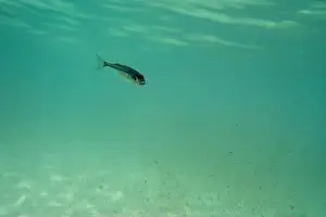 Water Blue Prints: A tiny fish swimming in shallow waters, sunny, France, ocean. High quality photo