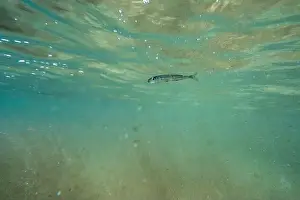 Water Blue Prints: A tiny fish swimming in shallow waters, sunny, France, ocean. High quality photo