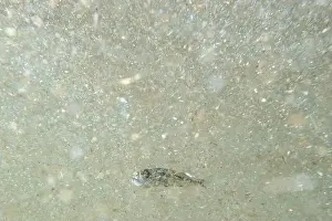 Water Blue Prints: A tiny fish swimming in shallow waters, sunny, France, ocean. High quality photo