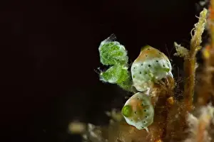 Critters Prints: Tiny Green Hairy Shrimp (Phycocaris sp)