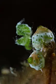 Critters Prints: Tiny Green Hairy Shrimp (Phycocaris sp)
