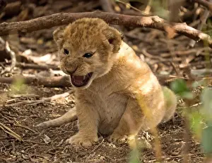 Gums Prints: Tiny lion cub (Panthera leo) with eyes recently opened hidden in deep bush in the Mara Conservancies
