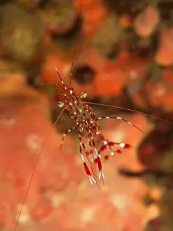 Cleaner Shrimp Prints: Tiny red and white spotted shrimp, Manado, North Sulawesi, Indonesia