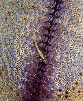 Directly Above Prints: Tiny shrimp (Periclimenes soror) living on a purple pin-cushion sea star