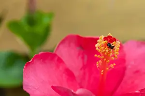 Buds Prints: Tiny stingless bee, Tetragonula laeviceps, no common name, on Hibiscus pollen