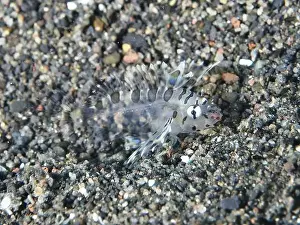 Spiky Prints: A tiny, almost transparent fish
