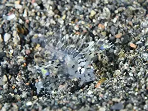 Sea Fish Prints: A tiny young, almost transparent fish