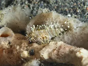 Spiky Prints: Tiny zebra lionfish (Dendrochirus zebra) juvenile over sandy bottom in the sea