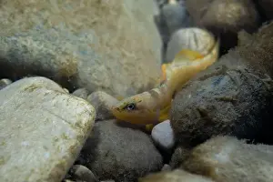 Darter Prints: Tippecanoe darter at the bottom of a river