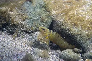 Darter Prints: Tippecanoe darter at the bottom of a river