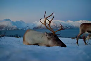 Snowstorm Prints: A tired reindeer rests in the snow with snow-covered mountains in the backdrop