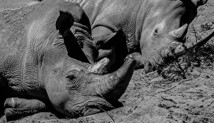 Blinds Prints: Two Tired Rhinos Dozing in the Dirt