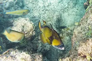 Red Sea Prints: Titan triggerfish, Giant triggerfish