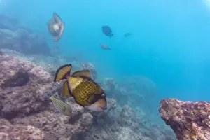 Red Sea Prints: Titan triggerfish, Giant triggerfish