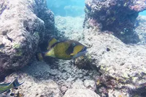 Red Sea Prints: Titan triggerfish, Giant triggerfish